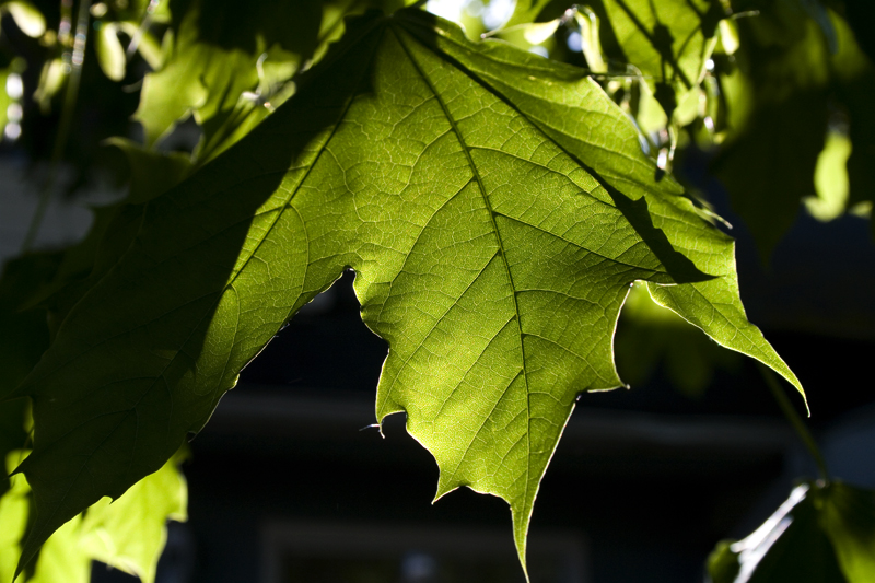 Backlit Maple Leaf.jpg