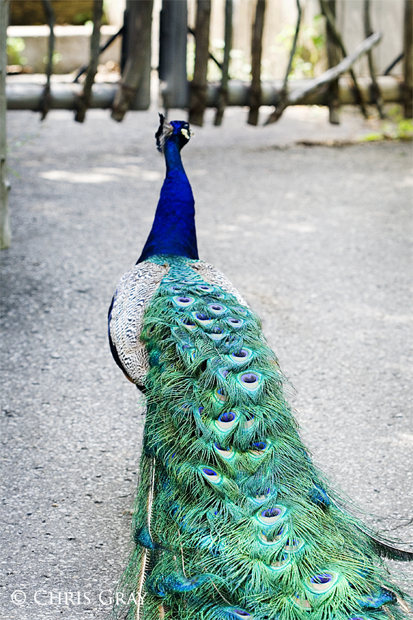 Beautiful Plumage.jpg