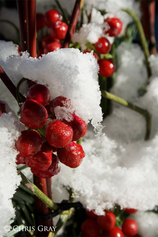 Berries in the Snow.jpg