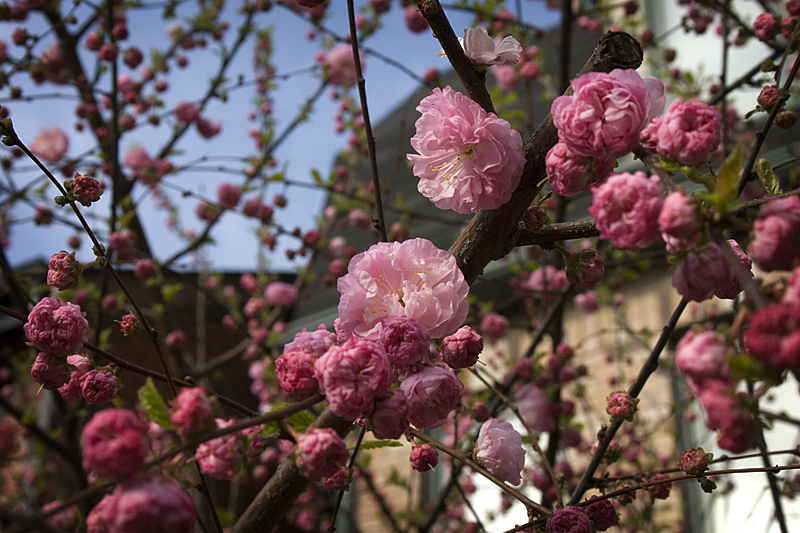 Blooming Trees.jpg