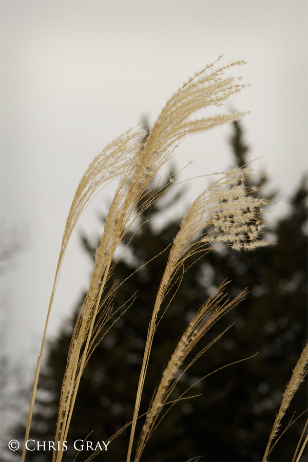 Blowing in the Wind.jpg