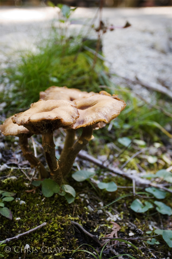 Bruce Fungus.jpg