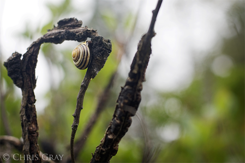 Bruce Snail.jpg