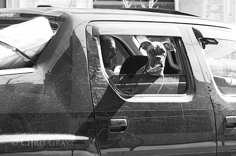 Dog in a Truck on Queen West.jpg