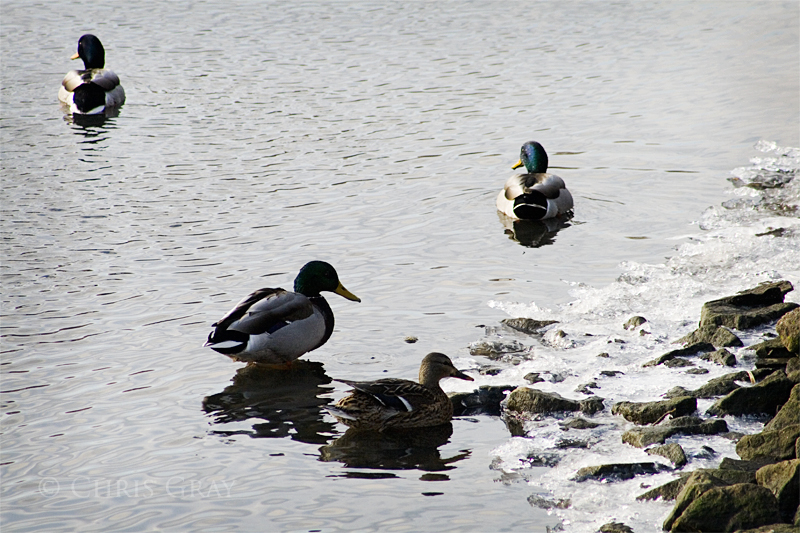 Ducks on Ice.jpg