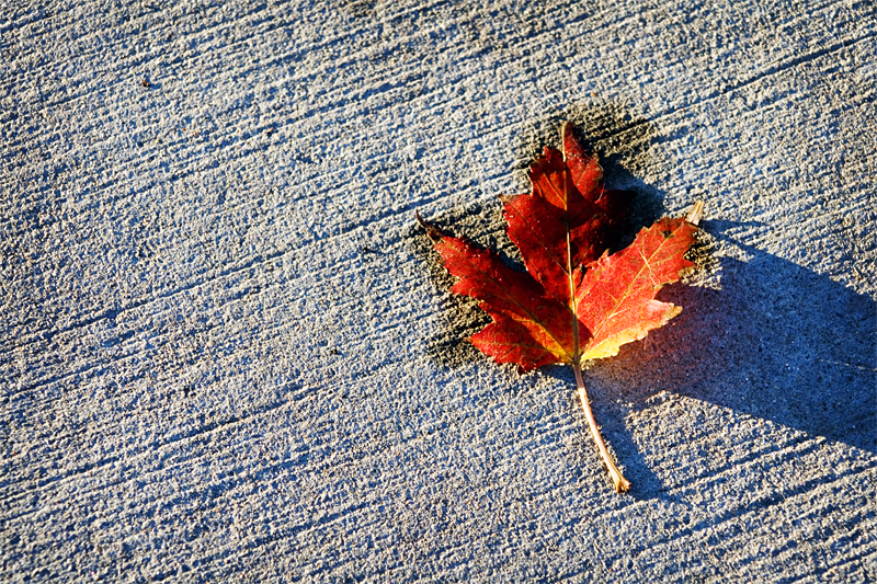 Fall Leaf.jpg