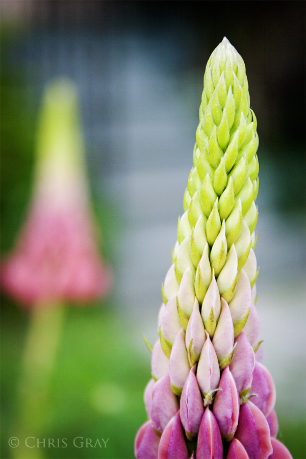 Lupins I.jpg