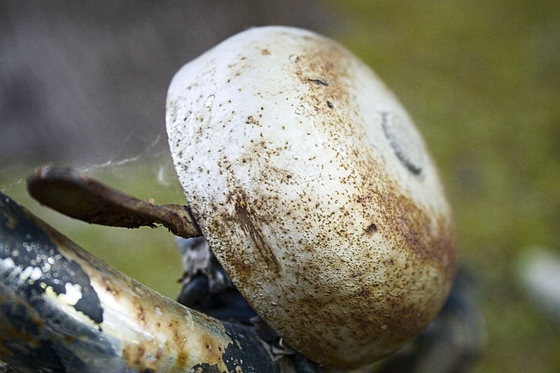 Rust and Rings.jpg