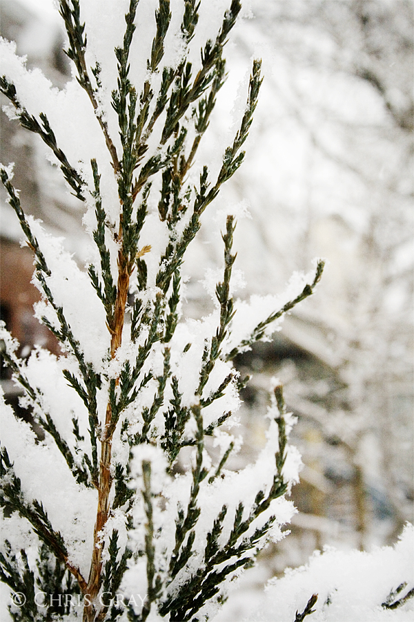 Snow on Cedars copy.jpg