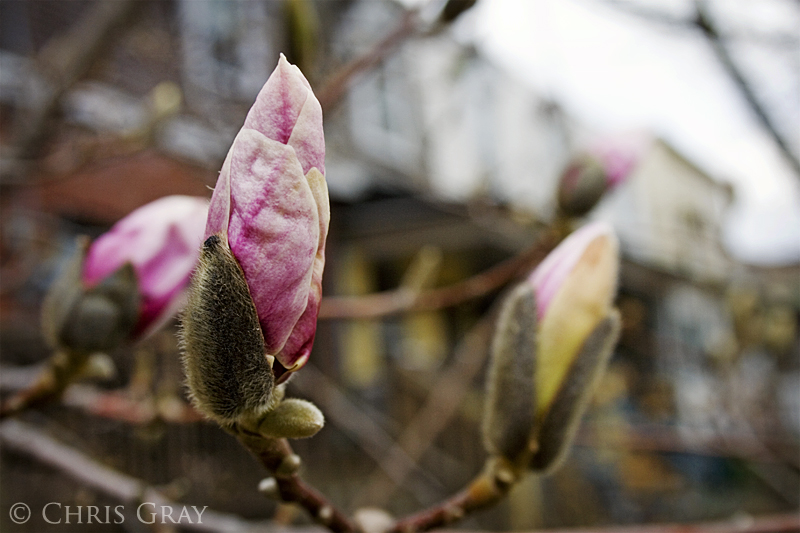 Spring 2009.jpg