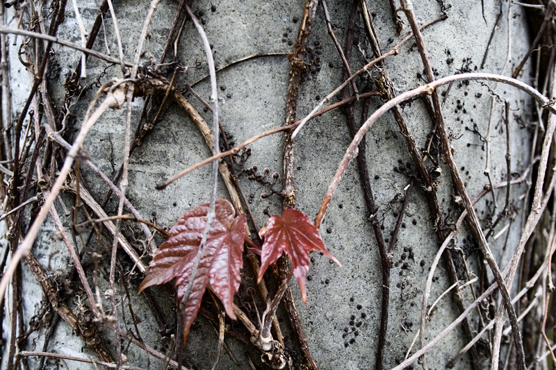 Spring Leaves.jpg