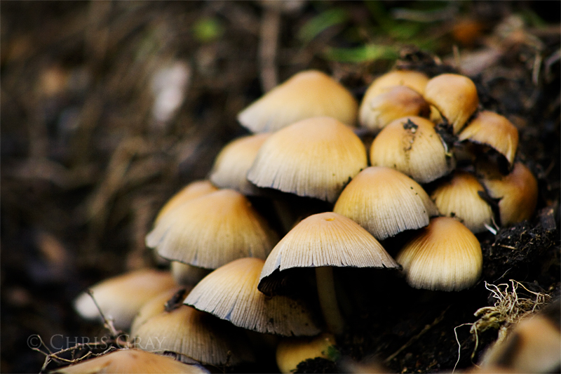 Spring Mushrooms.jpg