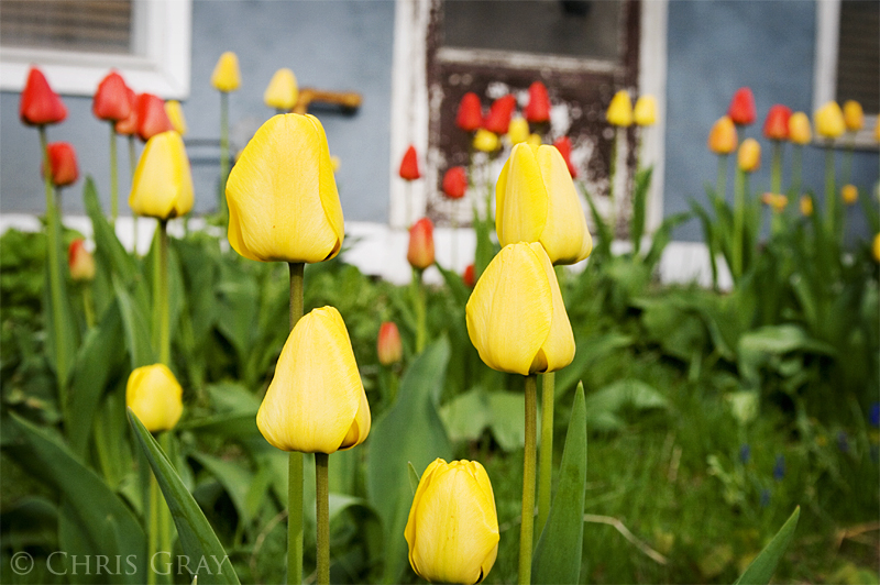 Tulip Lawn.jpg