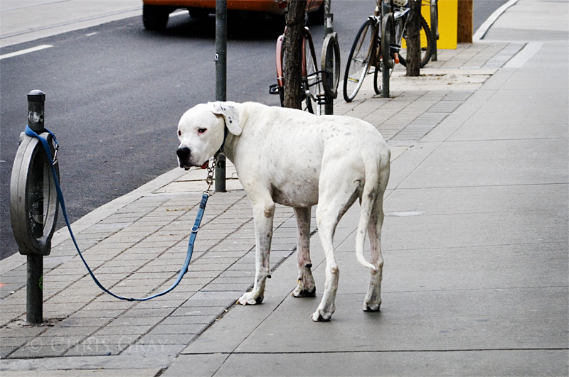 Waiting Outside Shoppers copy.jpg