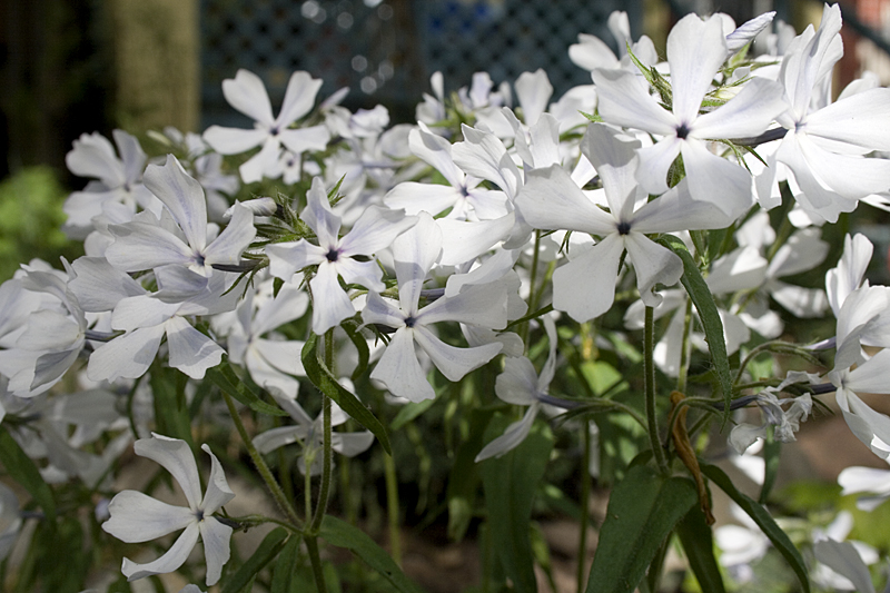 White Flowers.jpg