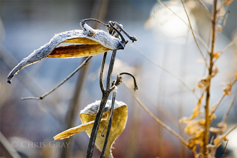 Winter Weeds 2011.jpg